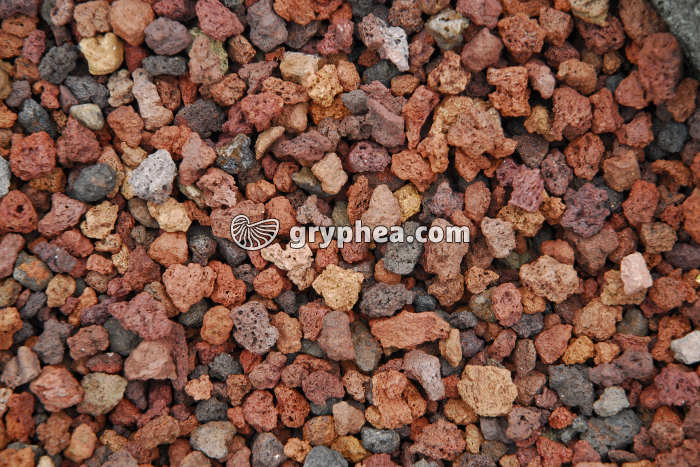 Lapillis décoratifs - gryphea.org